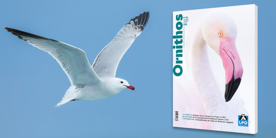 ORNITHOS n° 170 - Janvier à mars 2025 – Sortie fin mars 2025